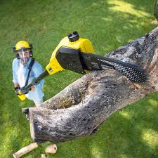 Reliable Davenport, FL Tree Removal Solutions