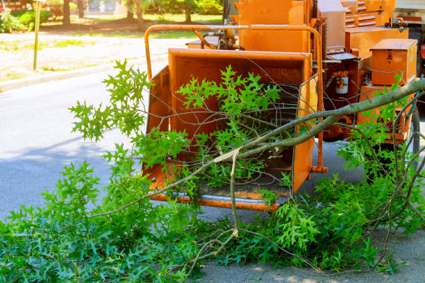 Lawn Watering Services in Davenport, FL