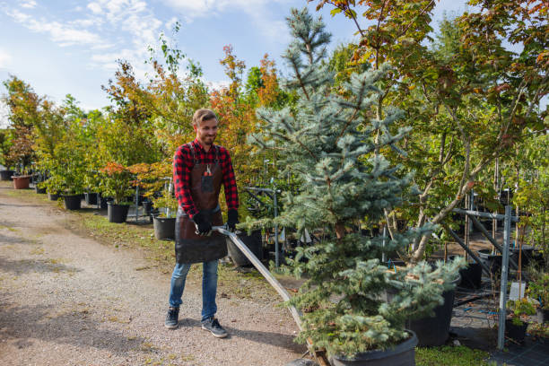 How Our Tree Care Process Works  in  Davenport, FL